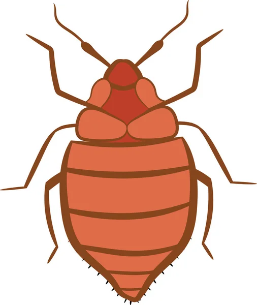 Realistic Bedbug Illustration Top View — Vettoriale Stock