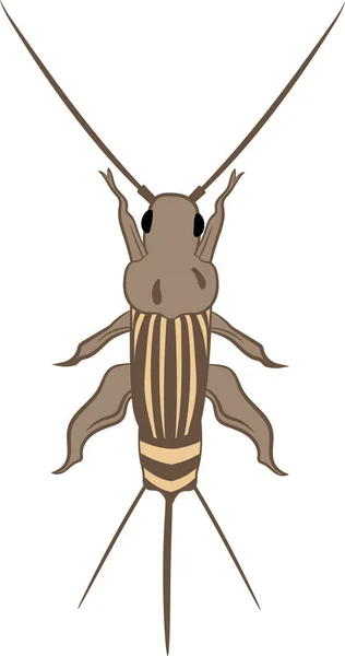 Cricket Insect Top View Vector Illustration — стоковый вектор