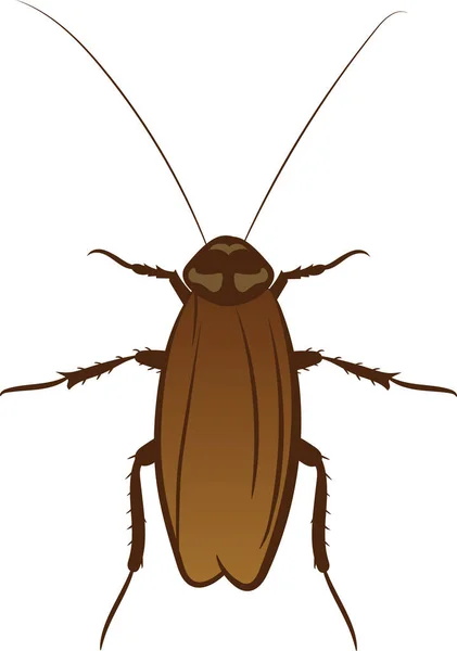 Cockroach Realistic Illustration Creepy Insect Top View — стоковый вектор