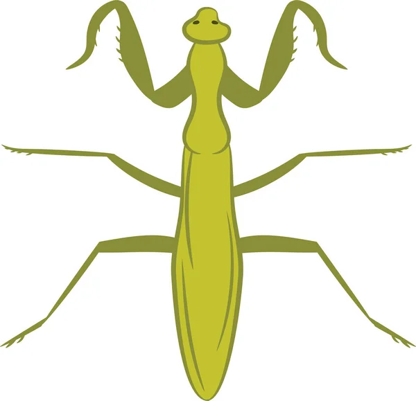 Mantis Illustration Flat Colors Top View Isolated White Background — Stockvektor