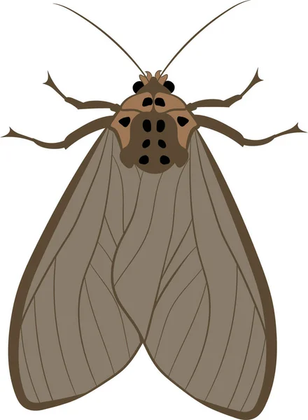 Illustration Moth Butterfly Realistic Top View Vector — Stok Vektör