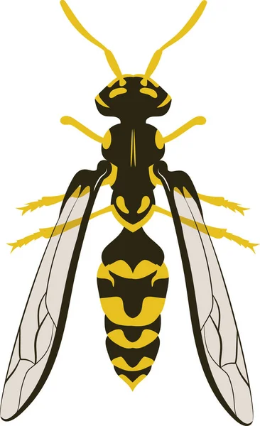 Wasp Hornet Bee Vector Illustration — Stockový vektor