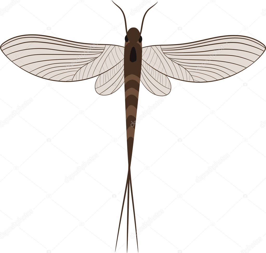 Realistic Illustration of Mayfly or shadfly or fishfly Insect
