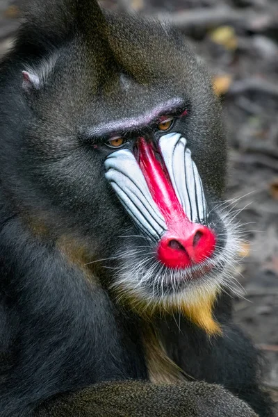Детальный крупный план мандрилла, сфинкса мандрилла, примата тропических лесов Западной Африки. Прекрасный экземпляр уязвимых видов приматов. Белый рот и красный нос. — стоковое фото