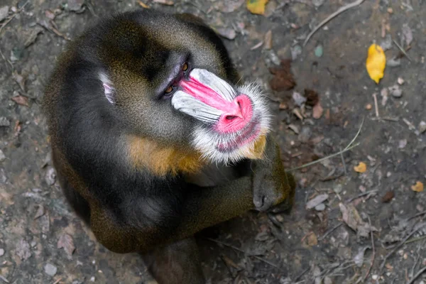 Detail closeup shot of mandrill, Mandrillus sphinx, primate native to tropical rainforests of western Africa. Beautiful specimen of vulnerable primate species. White mouth and red nose. — Stock Photo, Image