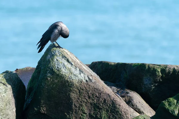 Guacamayo occidental, Coloeus monedula, sentado en una roca con el mar azul en la parte posterior en un día soleado de invierno. Isla de Dune en el Mar del Norte, Alemania. Vida silvestre del norte. —  Fotos de Stock