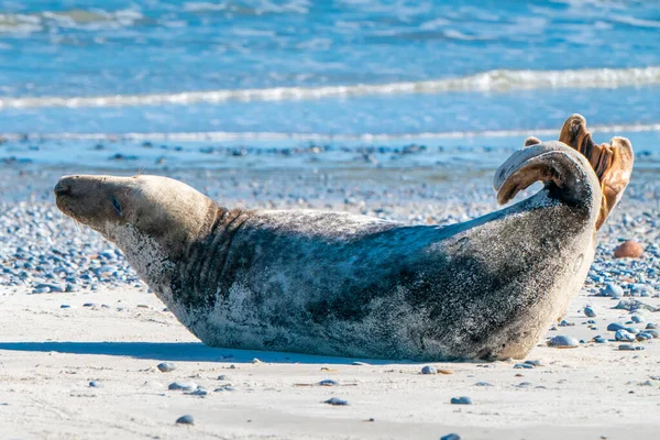Tuleni šedí, Halichoerus grypus, ležící na pláži ostrova Duny v Severním moři, Německo. Vtipná zvířata za krásného slunečného zimního dne. Divoká zvěř na severu. — Stock fotografie
