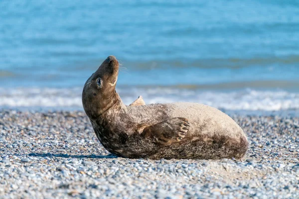 Tuleni šedí, Halichoerus grypus, ležící na pláži ostrova Duny v Severním moři, Německo. Vtipná zvířata za krásného slunečného zimního dne. Divoká zvěř na severu. — Stock fotografie