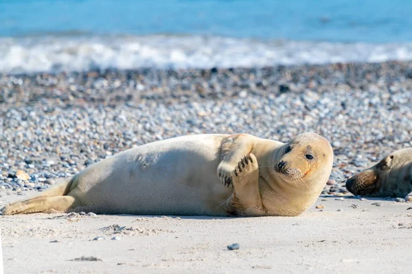 Γκρι φώκιες, Halichoerus grypus, ξαπλωμένες σε μια παραλία του νησιού Dune στη Βόρεια Θάλασσα, Γερμανία. Αστεία ζώα σε μια όμορφη ηλιόλουστη μέρα του χειμώνα. Άγρια ζωή του Βορρά. — Φωτογραφία Αρχείου