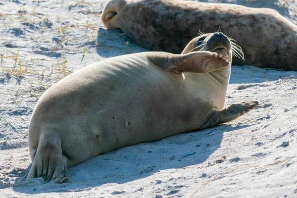 Tuleni šedí, Halichoerus grypus, ležící na pláži ostrova Duny v Severním moři, Německo. Vtipná zvířata za krásného slunečného zimního dne. Divoká zvěř na severu. — Stock fotografie