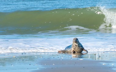 Gri foklar, Halichoerus grypus, Almanya 'nın Kuzey Denizi' nde Dune Adası 'nda bir plajda uzanıyorlar. Güzel, güneşli bir kış gününde komik hayvanlar. Kuzeyin vahşi yaşamı..
