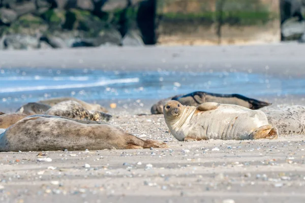 Gråsäl, Halichoerus grypus, som ligger på en sandstrand i Nordsjön, Tyskland. Roliga djur på en vacker solig vinterdag. Djurlivet i norr. — Stockfoto