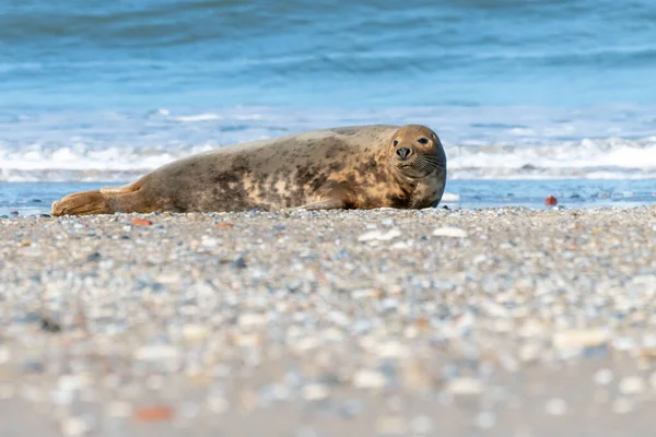 Γκρι φώκιες, Halichoerus grypus, ξαπλωμένες σε μια παραλία του νησιού Dune στη Βόρεια Θάλασσα, Γερμανία. Αστεία ζώα σε μια όμορφη ηλιόλουστη μέρα του χειμώνα. Άγρια ζωή του Βορρά. — Φωτογραφία Αρχείου