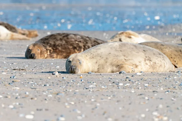 Grey seals, Halichoerus grypus, lying down on a beach of Dune island in Northern sea, Germany. Funny animals on a beautiful sunny day of winter. Wildlife of the north. — Stock Photo, Image