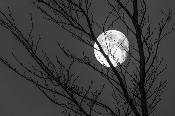 Черно-белый кадр полнолуния за ветвями без листьев дерева. Концепция драмы, ужас ночи, ходьба во сне, психологические проблемы, ужас, депрессия и тревога. — стоковое фото