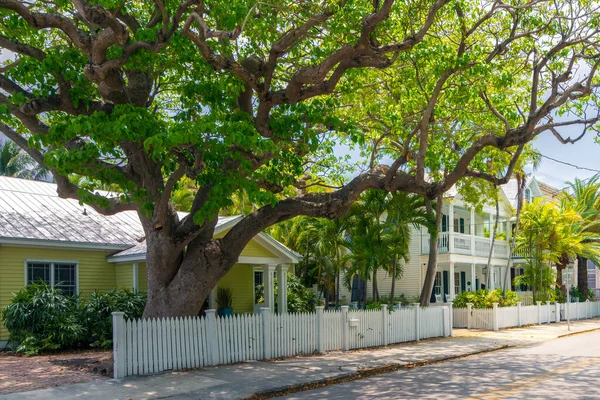 Key West, США - 04.30.2017: Вулиця в дерев'яному районі в сонячний день з великим деревом, барвистими дерев'яними будинками. Сонячний день у передмісті.. — стокове фото