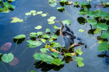 Anhinga anhinga, bazen yılan kuşu, dart, Amerikan dartı veya su hindisi olarak da bilinir, Everglades Ulusal Parkı, Florida, ABD 'de su yüzeyine yakın bir dalda oturarak kanatlarını kurutur..