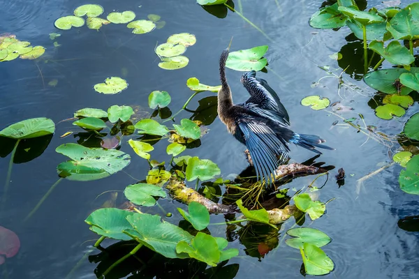 Anhinga anhinga, a veces llamado ave serpiente, darter, darter americano, o pavo de agua, seca sus alas sentadas en una rama cerca de la superficie del agua en el Parque Nacional Everglades, Florida, EE.UU.. —  Fotos de Stock