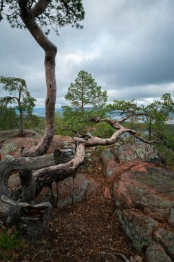 Eğri çam ağaçları ve Baltık denizi, Bothnia körfezi, İsveç 'in Skuleskogen ulusal parkındaki kayanın tepesinden. Yüksek sahil yolunda yürüyüş yapan Hoha Kustenleden.