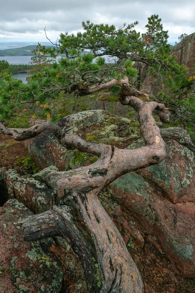 Crooked pines and Baltic sea, gulf of Bothnia, από την κορυφή του βράχου στο εθνικό πάρκο Skuleskogen, Σουηδία. Πεζοπορία κατά μήκος της διαδρομής High Coast, Hoha Kustenleden. — Φωτογραφία Αρχείου