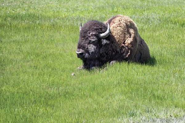 American Bison Bizons Bizons Liggend Het Prairiegras Het Yellowstone National — Stockfoto