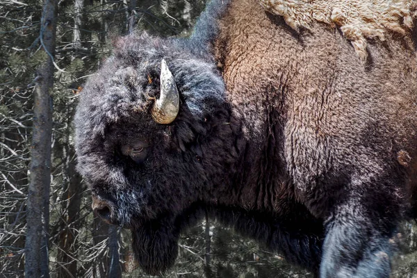 Detail Close Profielfoto Van American Bison Bizon Bizon Het Yellowstone — Stockfoto