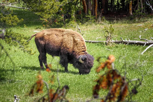 아메리칸 바이슨 American Bison 와이오밍주 옐로스톤 공원의 프레리 풀밭에서 먹이를 — 스톡 사진