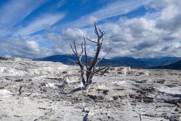 Mamut Hot Springs Kalsiyum Karbonat Teraslarındaki Ölü Ağaçlar Yellowstone Ulusal — Stok fotoğraf