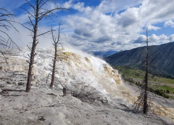 Dode Bomen Calciumcarbonaat Terrassen Van Mammoth Hot Springs Yellowstone National — Stockfoto