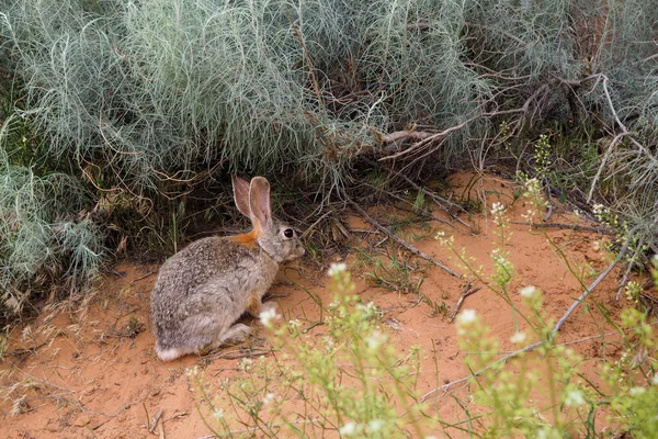 美国犹他州Arches国家公园灌木丛中的黑尾野兔Lepus Californicus 美国西南部的野生沙漠动物的自然栖息地 — 图库照片