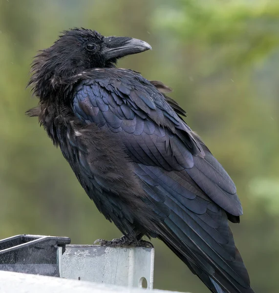Kanada Kayalıkları 'nda Rgeen geçmişi olan büyük kuzgunun detaylı görüntüleri. Jasper Ulusal Parkı 'nda Corvus Corax, Alberta.