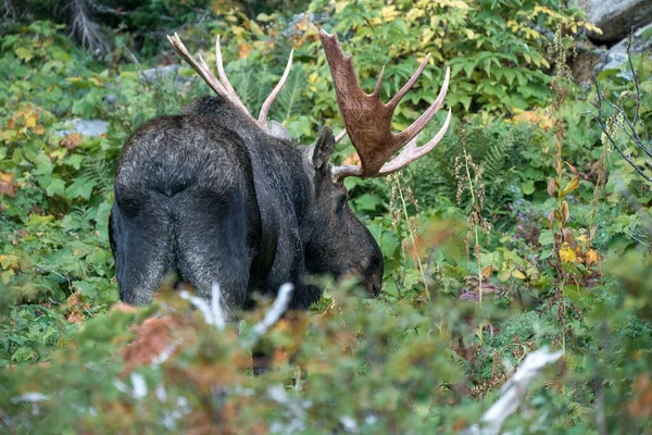 Moose Bull Huge Antlers Walking Thick Bush Woods Glacier National — Stockfoto