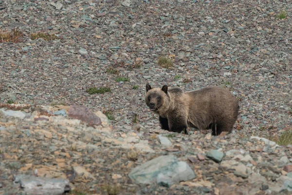 Niedźwiedź Grizzly Wędrujący Kamienistej Ziemi Parku Narodowym Glacier Montana Usa — Zdjęcie stockowe