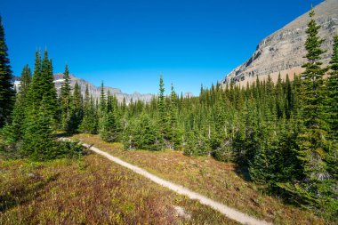 Sabah güneşi, yürüyüş yolunun etrafındaki tepeleri ve çayırları aydınlatıyor. Montana 'daki Buzul Ulusal Parkı' nda güneşli bir sabah. Amerikan Kayalıklarında Siyeh Geçidi 'nde yürüyüş.