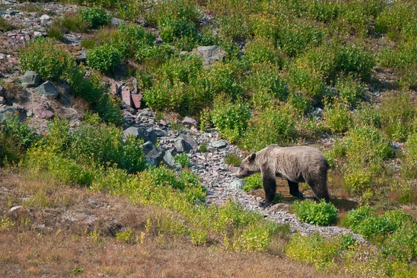 Genç boz ayı ABD 'nin Montana eyaletindeki Buzul Ulusal Parkı' nda çalıların arasında dolaşıyor. Güzel Ursus arctos horribilis Amerikan Kayalıkları 'ndaki doğal ortamında. Rocky Dağları Yaşamı sardı