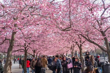 Stockholm, İsveç - 04.16.2017: Stockholm 'deki eski Kungstradgarden halk parkında kiraz çiçeklerinin altında yürüyen insanlar