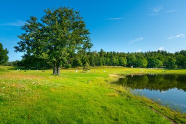 Big old solitaire tree on a beautiful summer day in Swedish landscape of Segersgarde nature reservation. Green forests, meadows. Sum mer holiday in Sweden