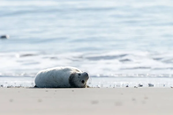 Cute Baby Grey Seal White Fur Lying Beach Dune Island — Stock fotografie