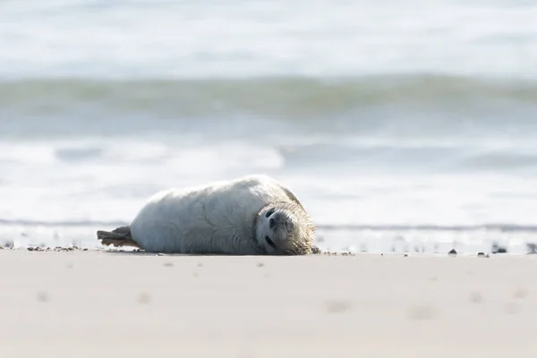 Cute Baby Grey Seal White Fur Lying Beach Dune Island — Stock fotografie