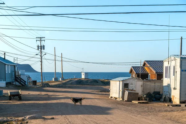 Lone Dog Street Inuit Community Qikiqtarjuaq Broughton Island Nunavut Canada — Foto de Stock