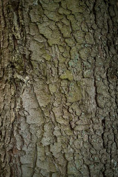 Textura de corteza de árbol cerca —  Fotos de Stock
