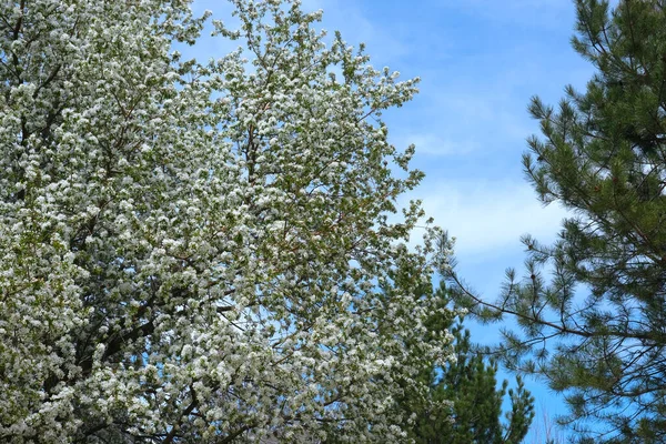 Bahçede beyaz çiçeklerle çiçek açan elma dalı açık mavi gökyüzüne karşı doğal arka plan fotoğrafı. Kopya alanı ile tasarım şablonu. Bahar mevsimi çiçek mevsimi kavramı. Bahçe işleri.
