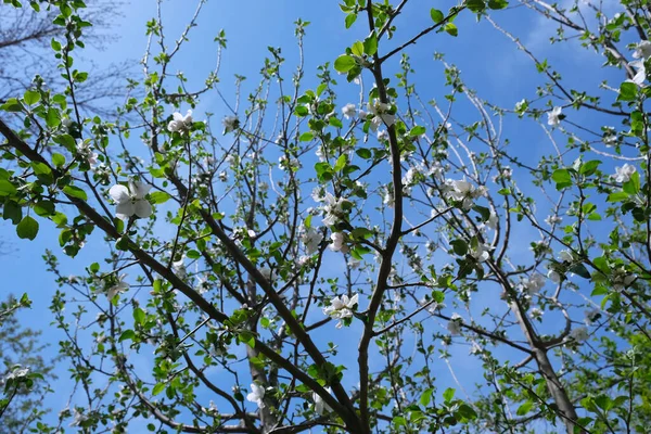 Blooming spring apple tree with white flowers against bright blue sky natural background photo. design template with copy space. Springtime blossom season concept — 스톡 사진