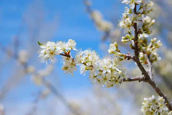 Çiçekli Amerikan erik ağacı dalı, bahçesinde beyaz çiçeklerle parlak mavi gökyüzüne karşı doğal arka plan fotoğrafı. Kopya alanı ile tasarım şablonu. Bahar mevsimi çiçek mevsimi bahçe konsepti