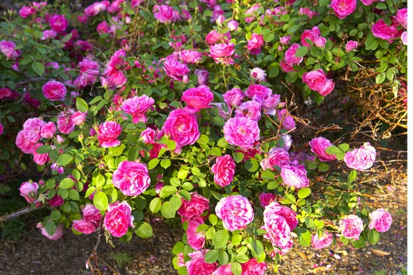 Blooming Rose Bush Pink Rose Flowers Blossom Close Photo Floral — Foto Stock
