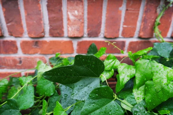 Ivy plant vine leaves with raindrops on red brick wall bright green natural background texture. European ivy, English ivy or Hedera Helix. Summer or early autumn season close up photo with copy space.