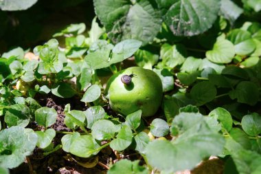 Bahçedeki elmalı salyangoz, parlak güneşli yaz gününde bitkilerin yemyeşil yaprakları arasında doğal arka plan dokusu yüksek kaliteli yakın çekim fotoğrafı. Yaz havası titreşimleri.
