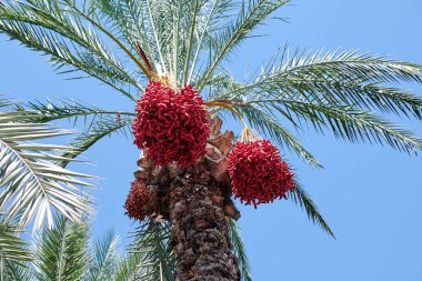 Hurma ağacının meyveleri sarkmış,