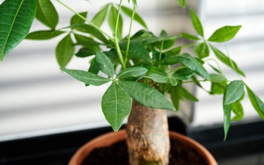 Kahverengi bir tencerede güzel, orijinal bir çiçek. Yüksek kalite fotoğraf