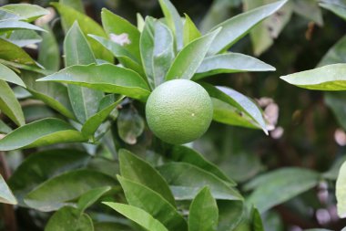 A young small green tangerine grows on a bush in summer. High quality photo